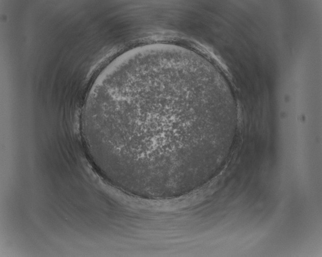 X0000078240010200612011616