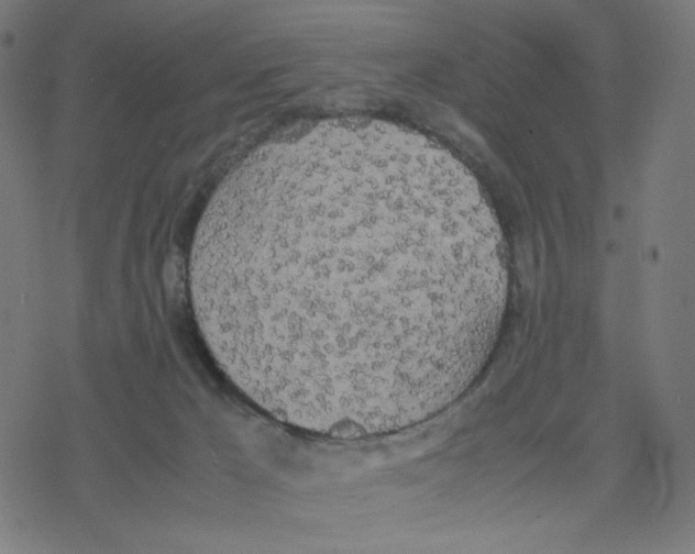 X0000078240029200612011616