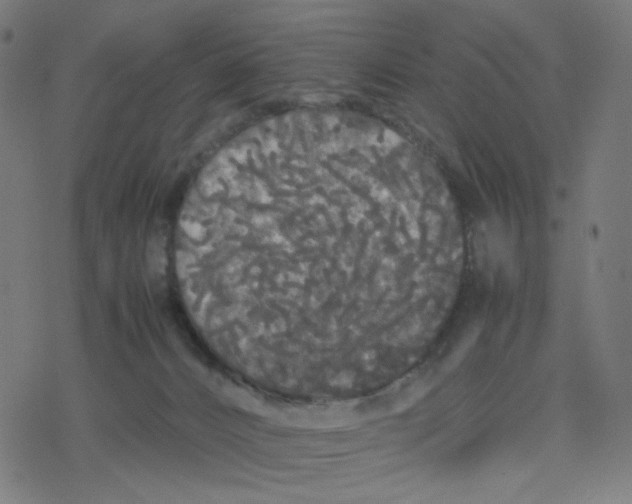 X0000078240032200612011616