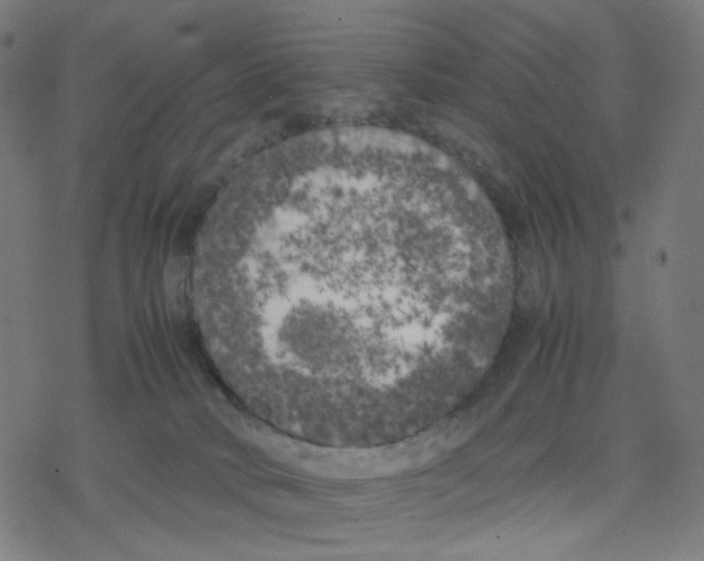 X0000078240034200612011616