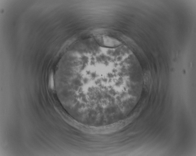 X0000078240046200612011615