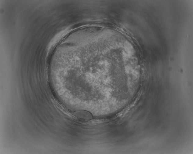 X0000078240149200612011613