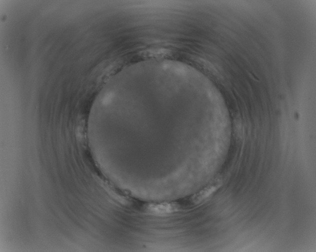 X0000078240181200612011614