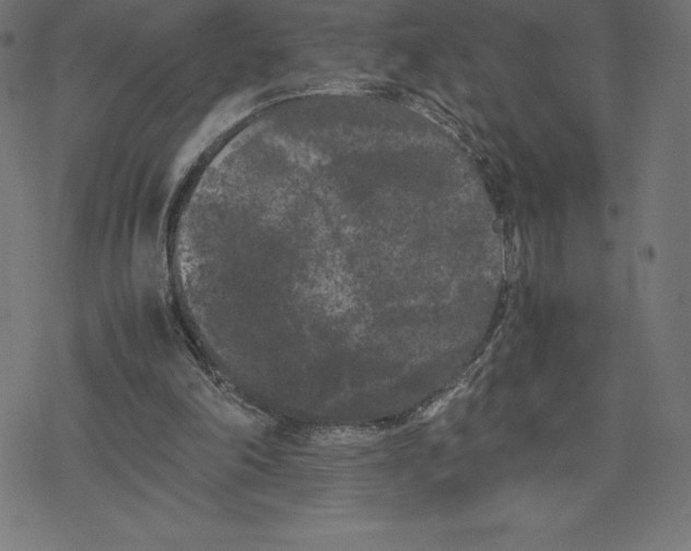 X0000078240198200612011613