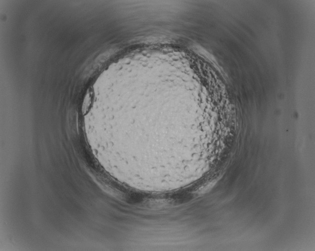 X0000078240205200612011613