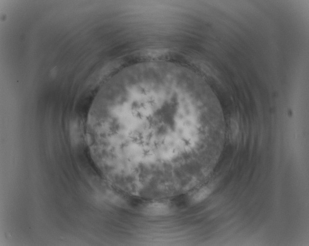 X0000078240236200612011612