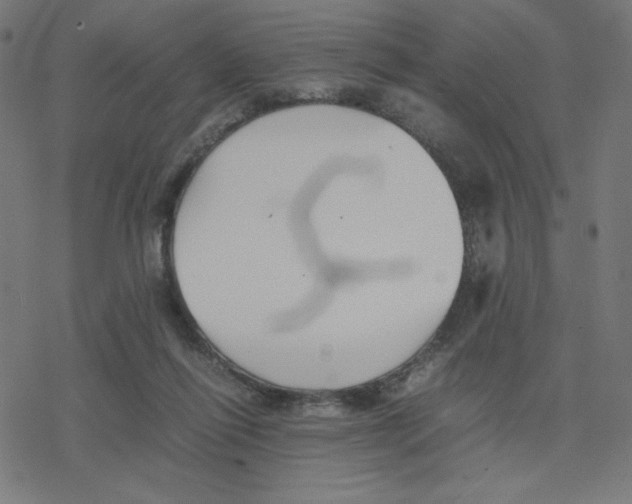 X0000078240262200612011612