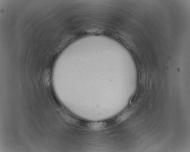 X0000078240273200612011612