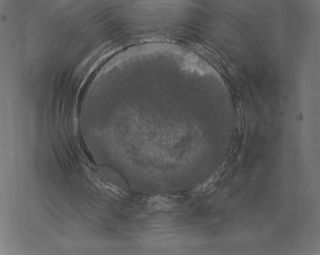 X0000078240290200612011611