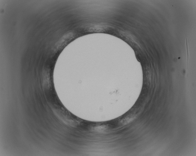 X0000078240312200612011611