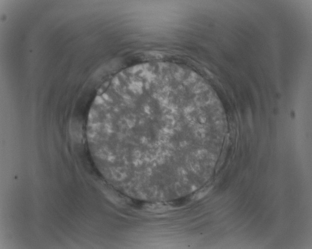 X0000078240331200612011611