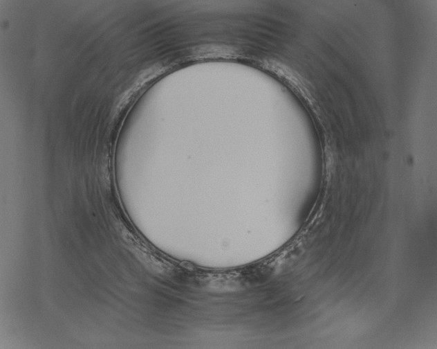 X0000078240345200612011610