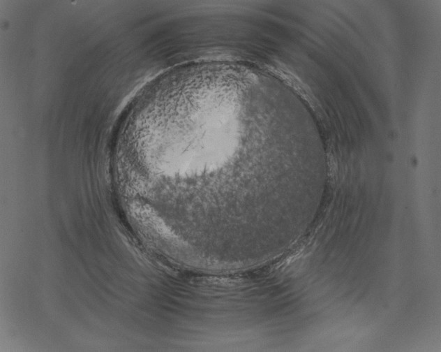 X0000078240347200612011610