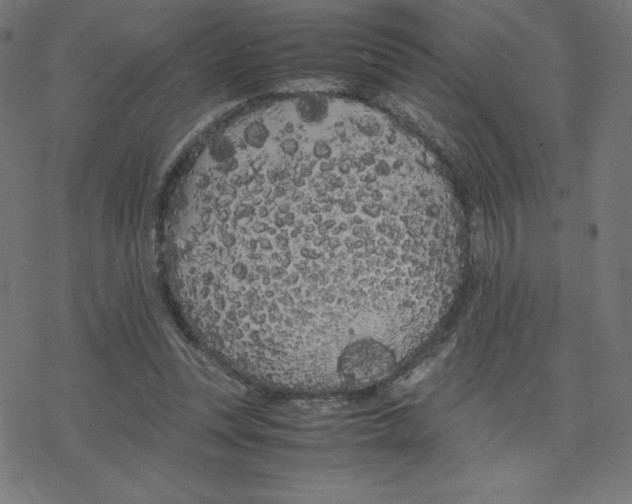 X0000078240351200612011610