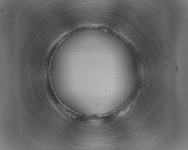 X0000078240352200612011610