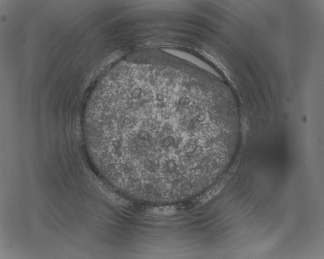 X0000078240353200612011610