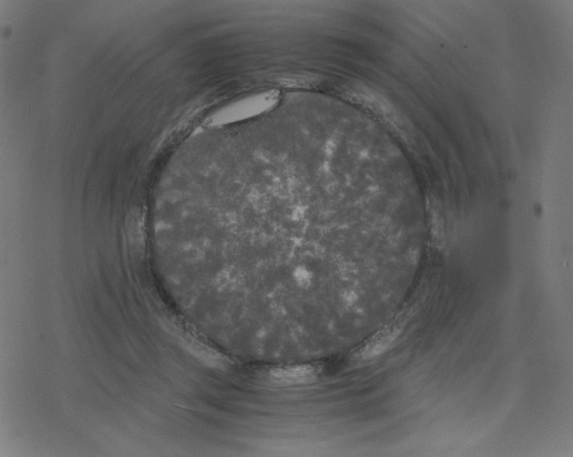 X0000078240357200612011610