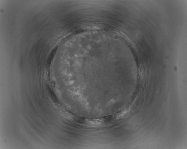 X0000078240359200612011610