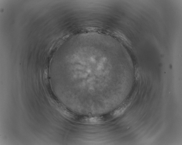 X0000078240365200612011610