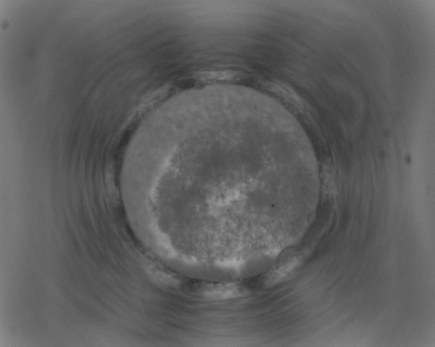 X0000078240377200612011610