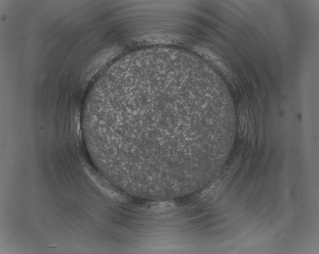 X0000078240398200612011610