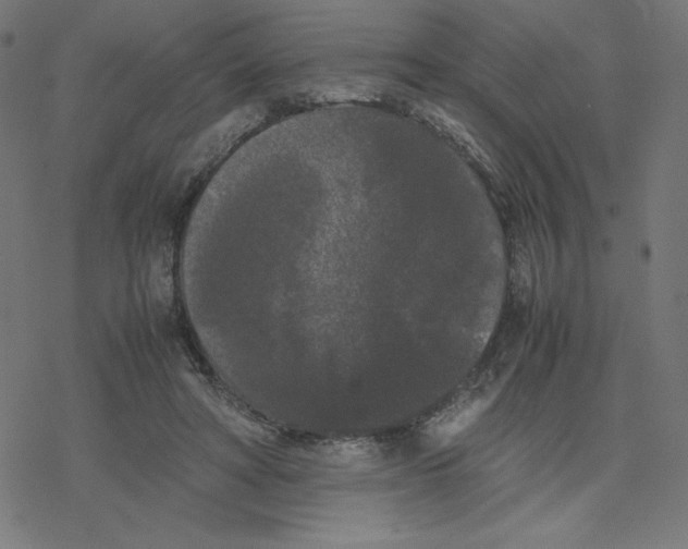 X0000078240402200612011610