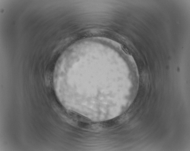 X0000078240423200612011609