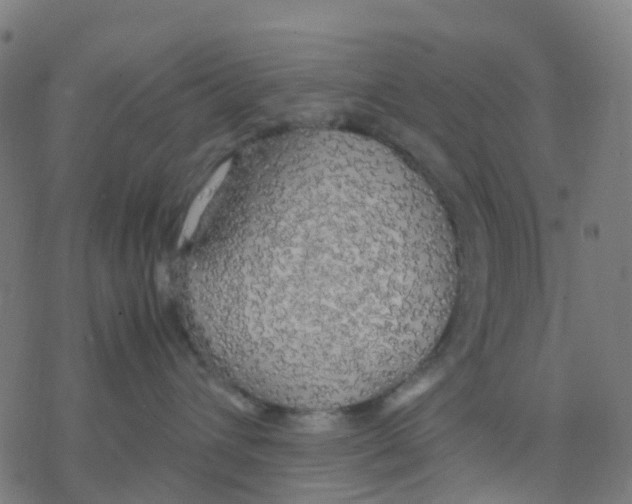 X0000078240432200612011609