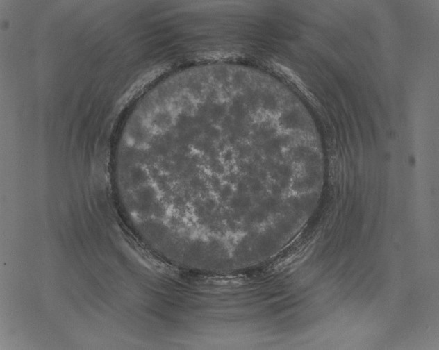 X0000078240443200612011608