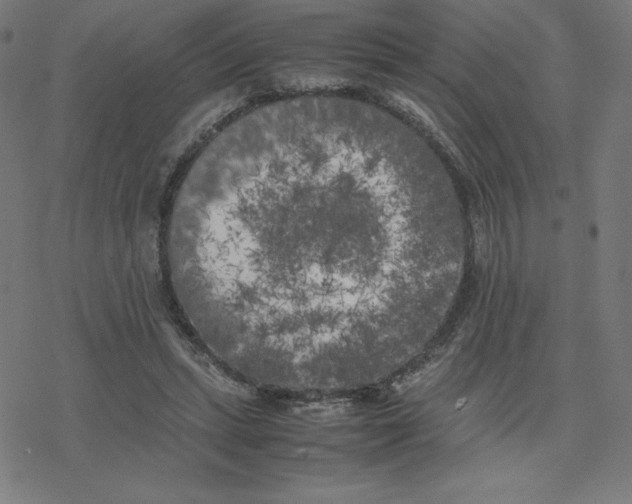 X0000078240447200612011609