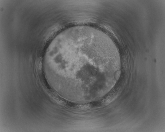 X0000078240495200612011608