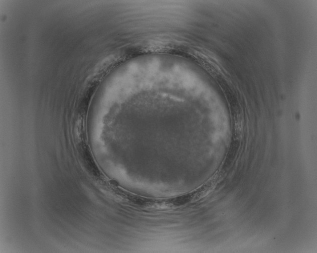 X0000078240503200612011608