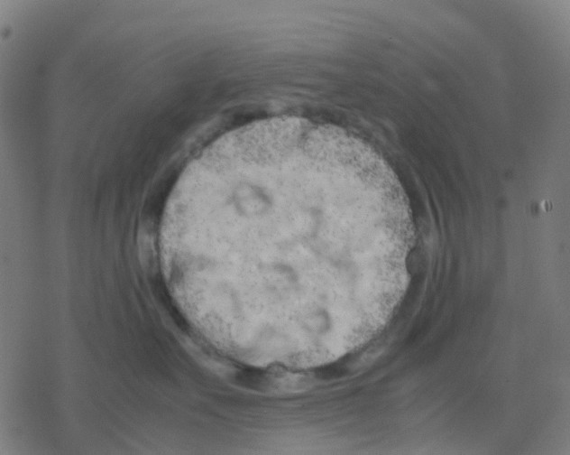 X0000078240527200612011608