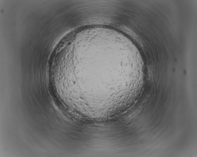 X0000078240580200612011607