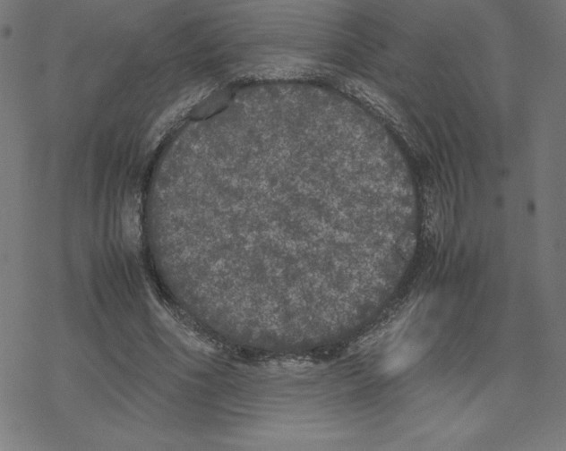 X0000078240586200612011607