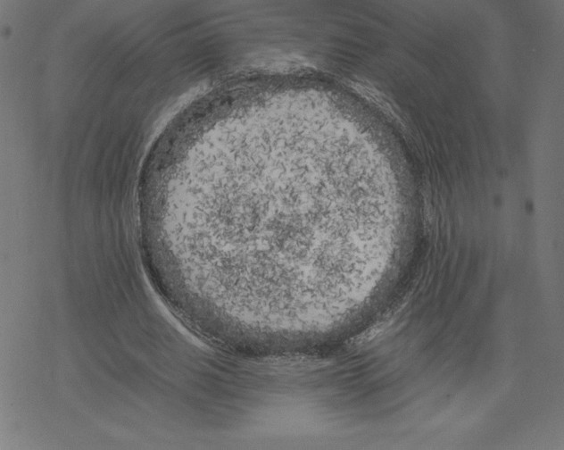 X0000078240630200612011605