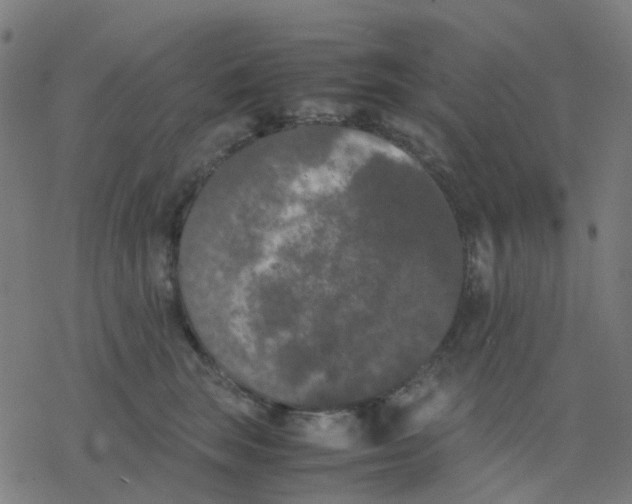 X0000078240663200612011606