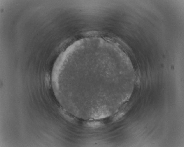 X0000078240669200612011606