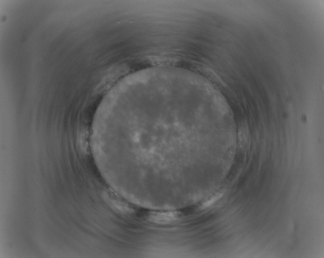 X0000078240671200612011606