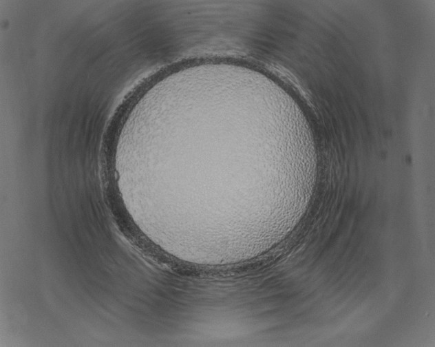 X0000078240680200612011605