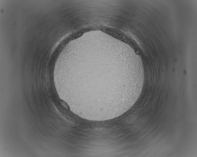 X0000078240684200612011605