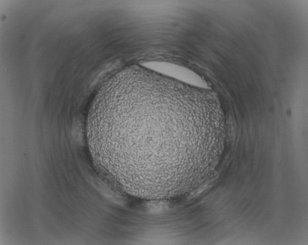 X0000078240762200612011604