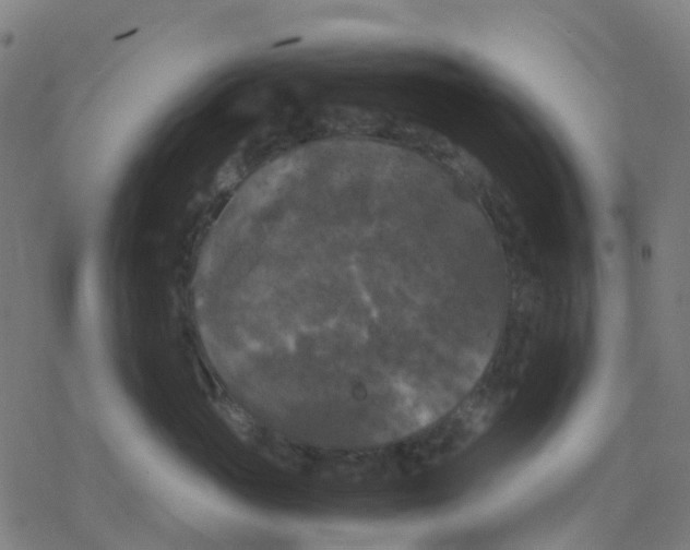 X0000078240765200612011604