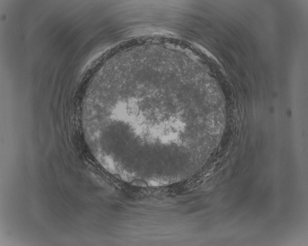 X0000078240775200612011604