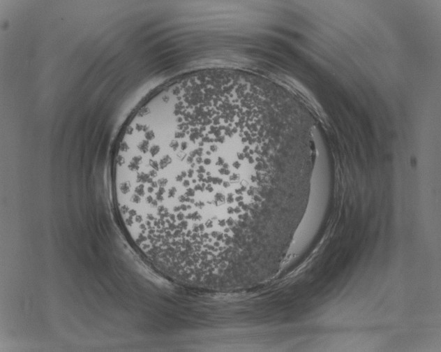 X0000078240796200612011603