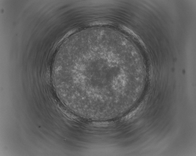 X0000078240825200612011602