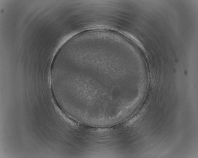 X0000078240839200612011602