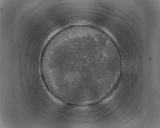 X0000078240845200612011603