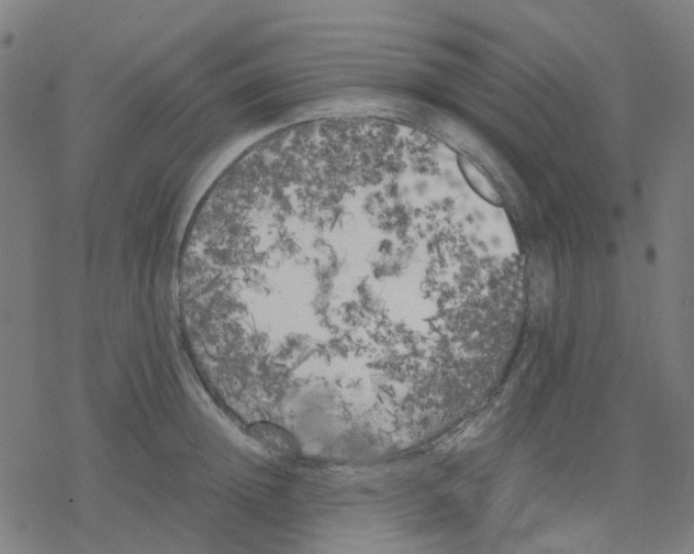 X0000078240852200612011603