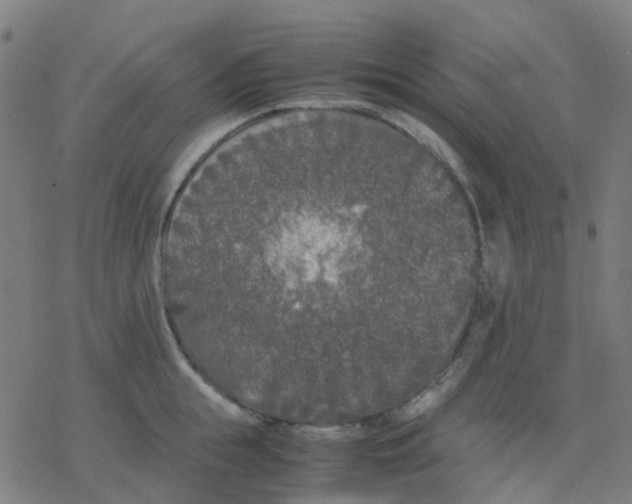 X0000078240855200612011603